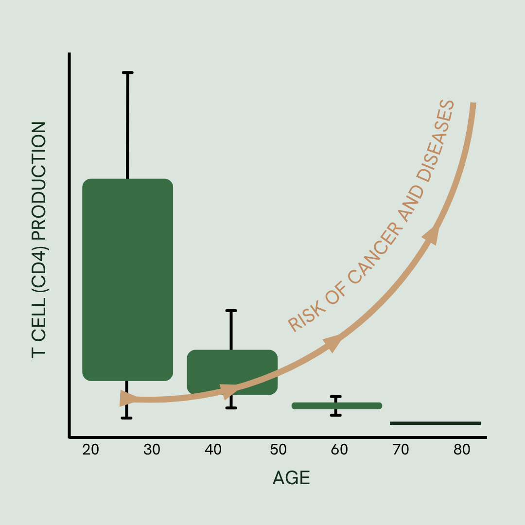 graph of t cell production in human body