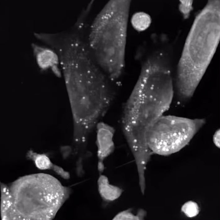 t-cells functioning in human body